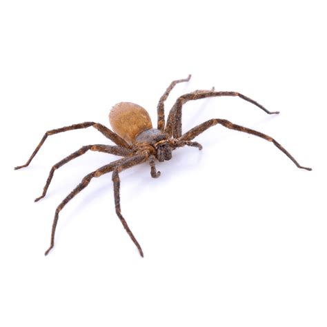 Brown Recluse Ark Pest Control And Prevention