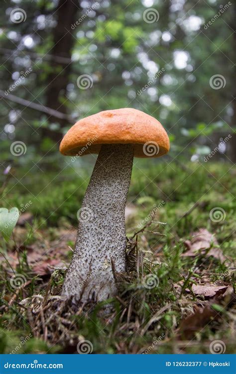 A Beautiful Orange Birch Bolete Mushroom Leccinum Versipelle Stock