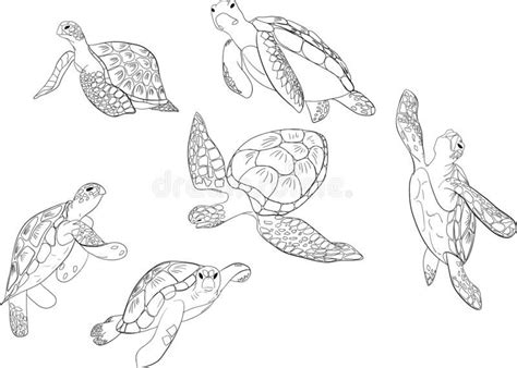 Vector Set Of Sea Turtle Isolated Background Stock Vector