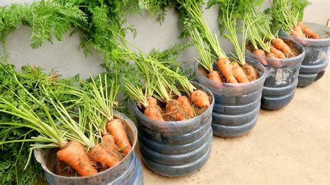 Growing Carrots In Plastic Bottles Is Easy The Bulbs Are Big And
