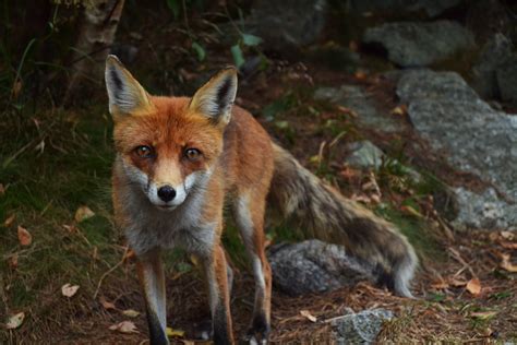 Free Images Wildlife Fur Mammal Fauna Red Fox Snout