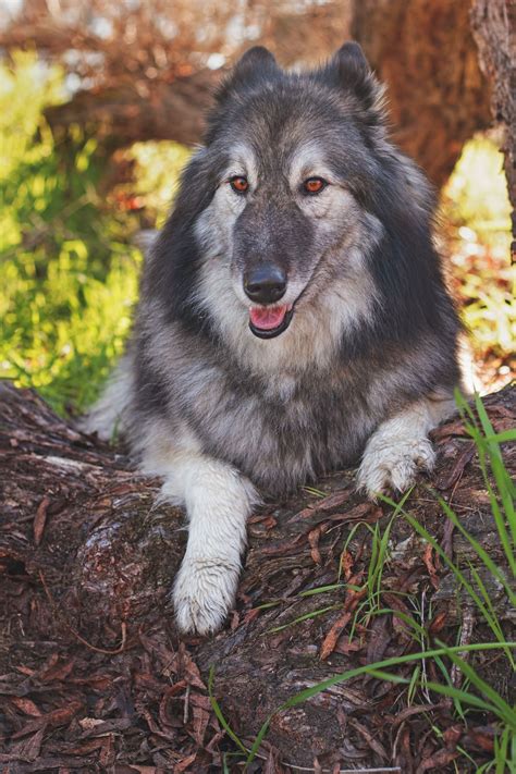 German Shepherd Alaskan Malamute Wolf Mix Pets Lovers