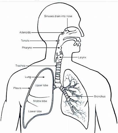 Lungs Respiratory System Human Diagram Lung Drawing