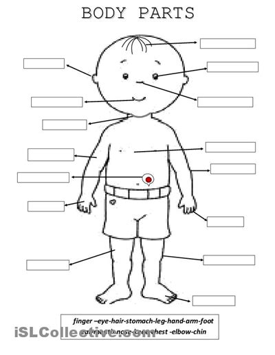 Diagrama El Cuerpo Humano Diagram Quizlet