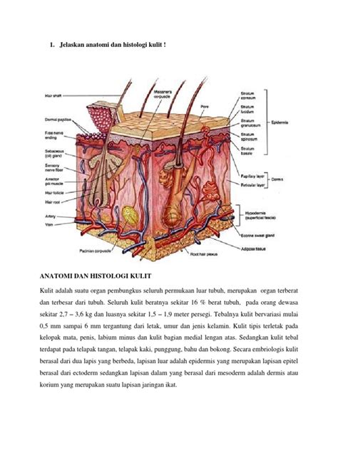 Jelaskan Anatomi Dan Histologi Kulit