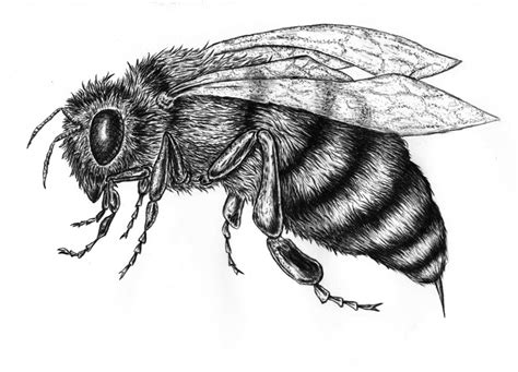 There's no setup required, and you can start right away. Bee by Polygraff on DeviantArt