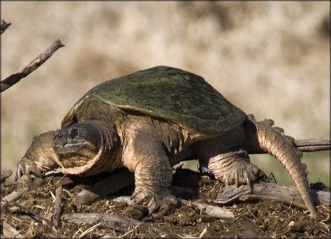 Try To Be Like A Turtle At Ease In Your Own Shell Snapping Turtle
