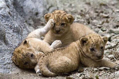 3 Adorable Lion Cubs Lion Cubs Photo 37966229 Fanpop