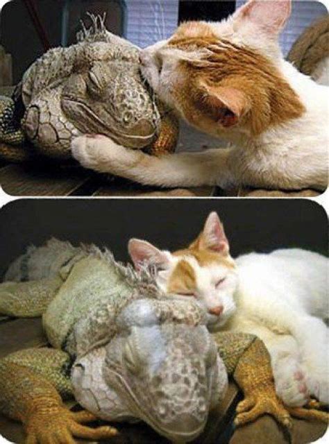 Animal Odd Couples Unlikely Animal Friends Animals