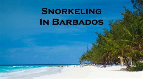 Snorkeling In Barbados Best Beaches To Snorkel Snorkel Around The World