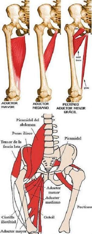 Músculos Pélvicos Y De Cadera Y Pierna Origen Inserción Y Acción Musculos Anatomia Musculos