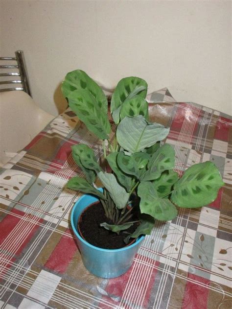 Watering your philodendron birkin is one of the easiest things to get right. How should I take care of this plant? | Hometalk
