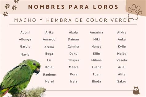 180 Nombres Para Loros Originales Y Bonitos