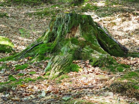 Tree Stump In The Forest Covered With Green Moss Stock Image Image Of