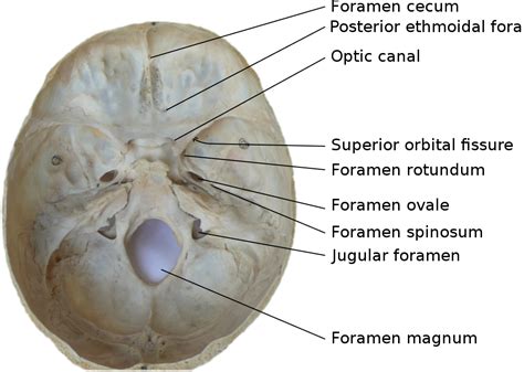 Skull Foramina Labeled Foramen Ovale Skull Wikipedia Health
