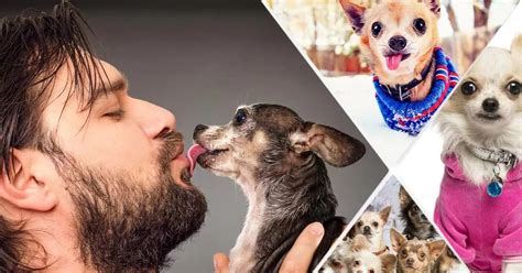 15 Signs Youre A Crazy Chihuahua Person And Proud To Be