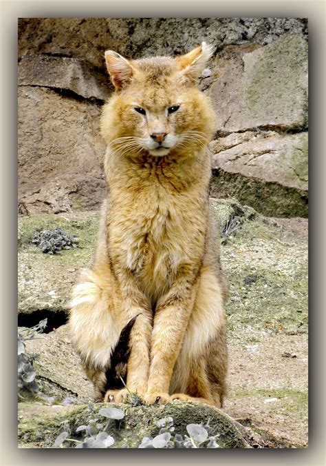 Jungle Cat Felis Chaus The Jungle Cat Is The Largest Of The Living