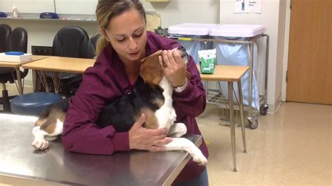 Restraining A Dog For A Jugular Venipuncture Youtube