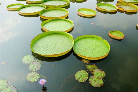 Giant Lily Pads Stock Photo Image Of Lily Area Plants 53930936