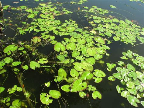 Floating Aquatic Plants College Of Agriculture Forestry And Life