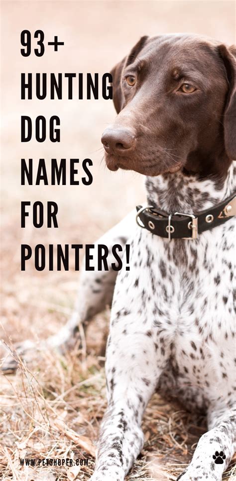 Hunting Dog Names For Pointers 93 Ideas Maleandfemale Petshoper