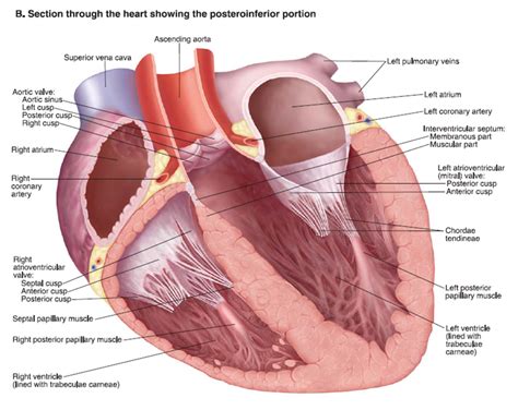 Heart Anatomy Free Medical Slides