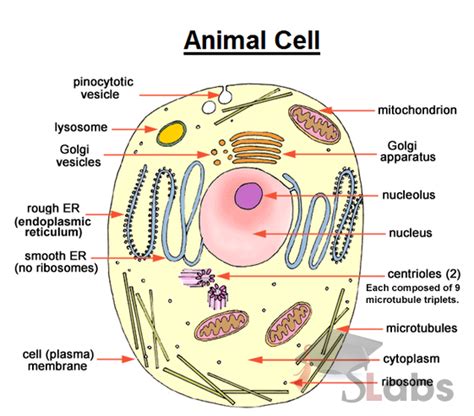 Biology Charts Scholars Labs