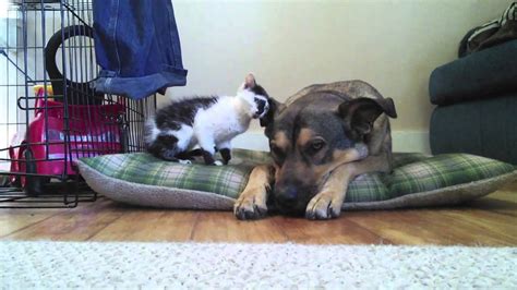 Tiny Kitten Meets Big Dog Youtube