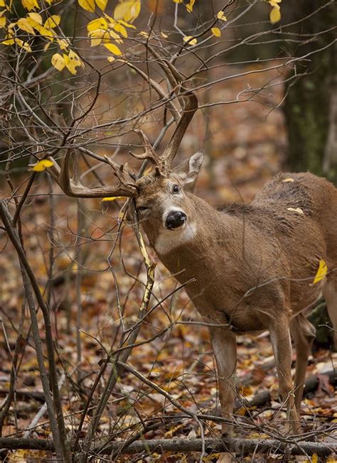 Pin On Deer Hunting