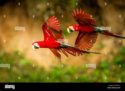 Two Red Parrots In Flight Macaw Flying Green Vegetation In Background