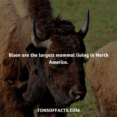 Bison Are The Largest Mammal Living In North America Bison Buffalo