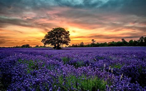 Hd Wallpaper Purple Lavender Fields Scenery Sunset Flowers