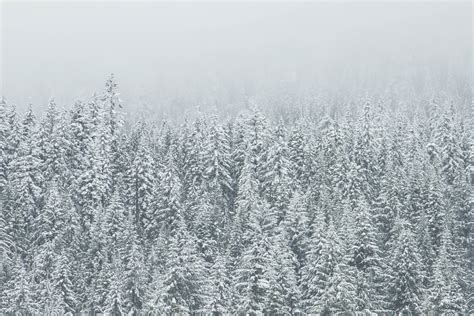 Fotos Gratis árbol Naturaleza Bosque Rama Montaña Nieve
