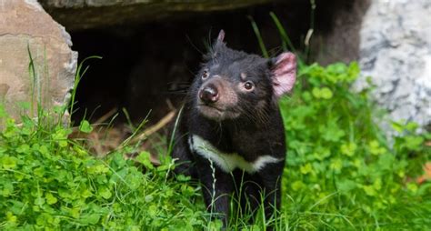 Simply scan the qr code displayed at the business, and you're done! How a smartphone app could help save the Tasmanian Devil ...