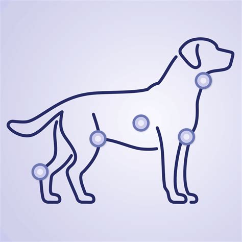 Your Complete Guide To Lymph Nodes In Dogs Ellevet Sciences