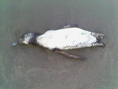Animais marinhos são achados mortos no Vale do Itajaí eco4sc