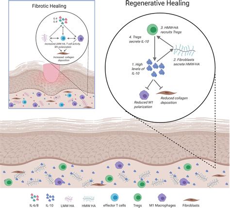 Frontiers The Role Of An Il 10hyaluronan Axis In Dermal Wound Healing