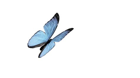 Butterfly Animation Loop Flapping Its Stock Footage Video 100