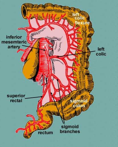 Superior Inferior Mesentery Arteries