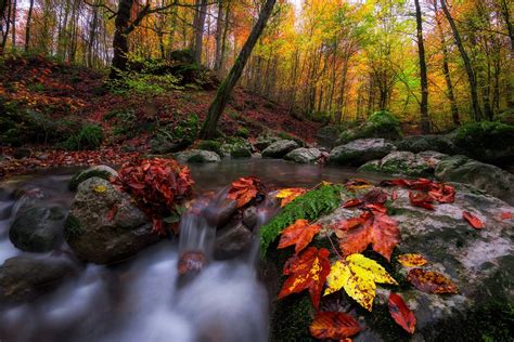 Autumn Forest Stream Hd Wallpaper Background Image 2000x1335