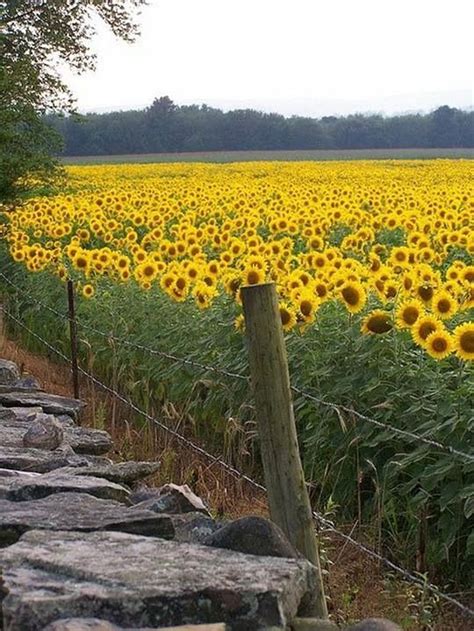 Cool 20+ Stunning Sunflower are Just Beautiful Garden https://gardenmagz.com/20-stunning ...