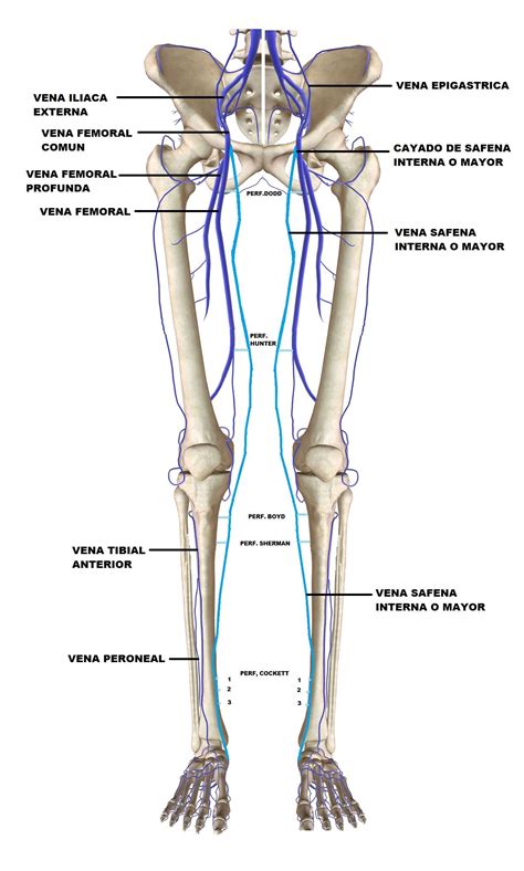 Venas Miembros Inferiores Miembro Inferior Anatomia Humana Huesos