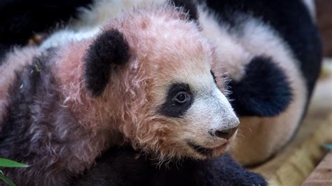 Pourquoi Le Bébé Panda Du Zoo De Beauval Est Il Rose Et Frisé