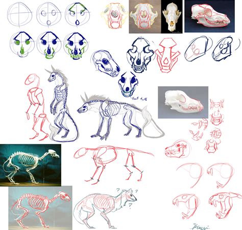 How To Sketch Canine Skulls By Remarin On Deviantart
