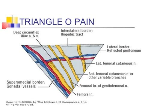 Inguinal Hernia Anatomy Triangle