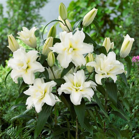 White Oriental Lily Bulbs For Sale Online Roselily Jisca® Easy To