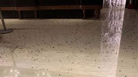 Thousands Of Cockroaches Used In Bizarre Revenge Attack Against Restaurant World News