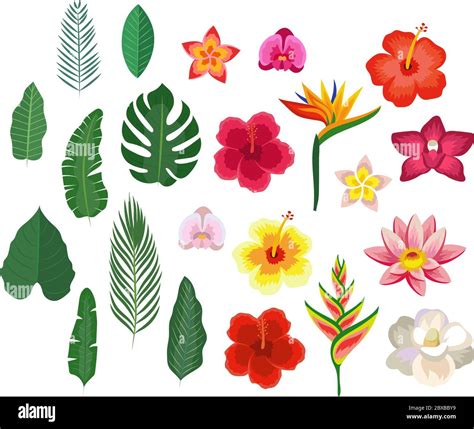 tropical flowers and leaves collection isolated elements vector illustration design template