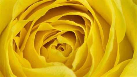 Yellow Rose Wallpapers Top Free Yellow Rose Backgrounds Wallpaperaccess