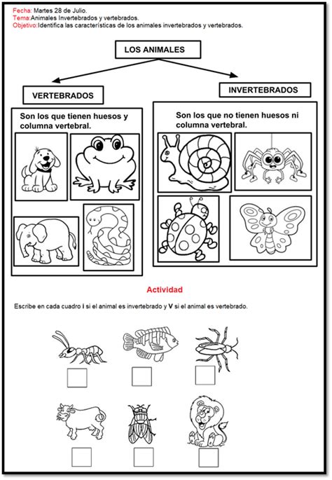 Actividades Para Aprender Los Animales Vertebrados E Invertebrados